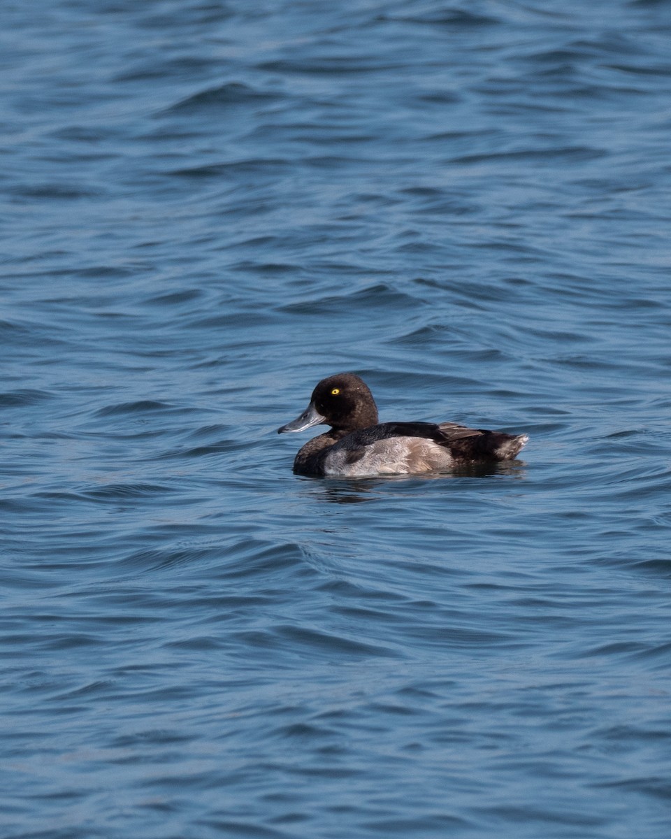 Greater Scaup - Ryder Shelley