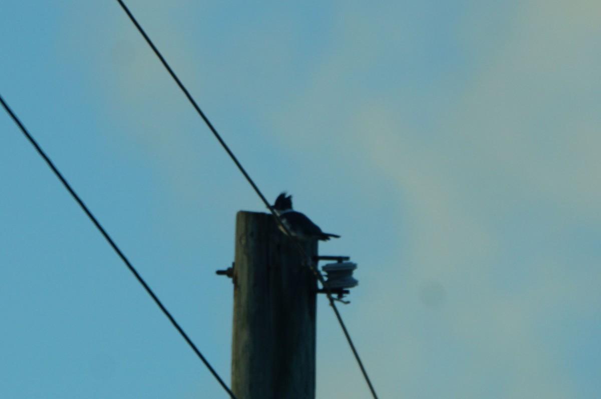 Belted Kingfisher - ML25759491