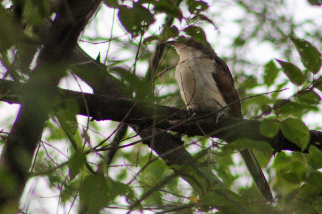 Yellow-billed Cuckoo - ML257596881