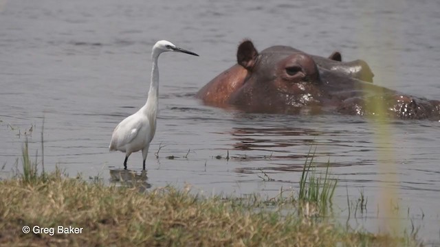 Little Egret - ML257597251