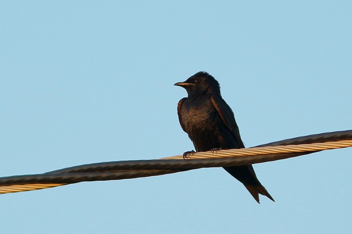 Purple Martin - ML257597501