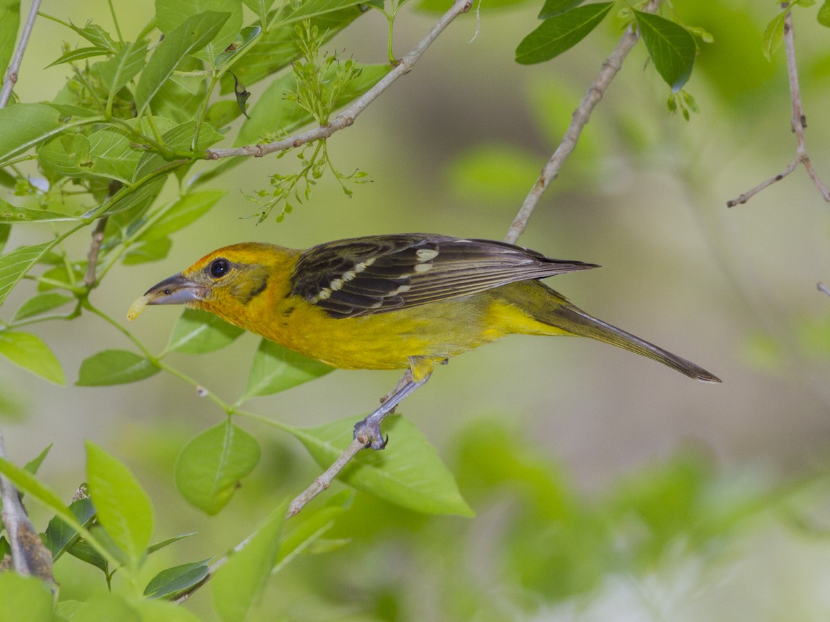 Flame-colored Tanager - Geoff Hill