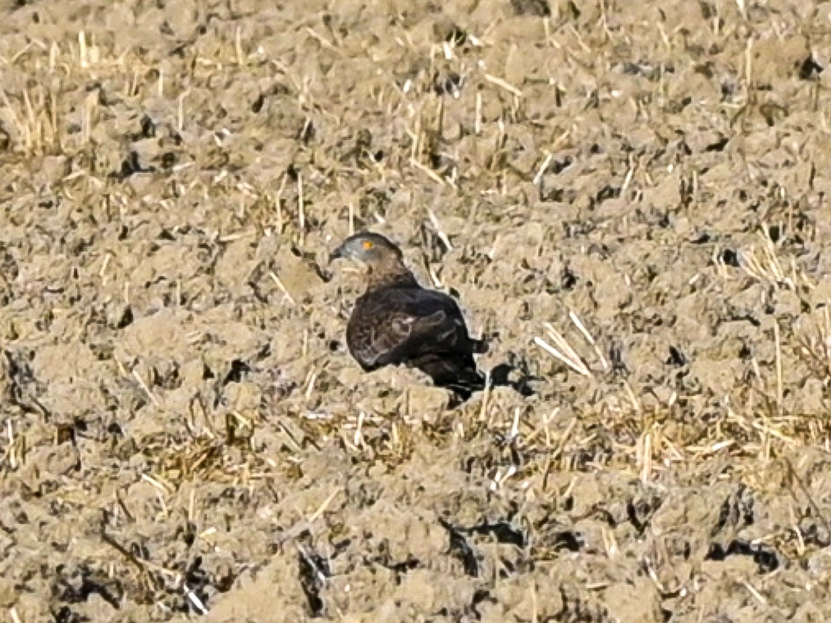 Балч гоорбис - ML257598821