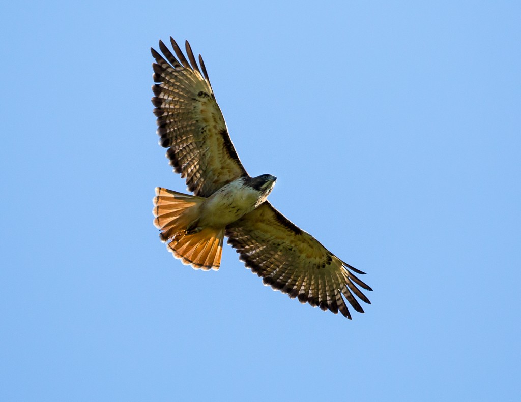 Red-tailed Hawk (kemsiesi/hadropus) - ML25759921