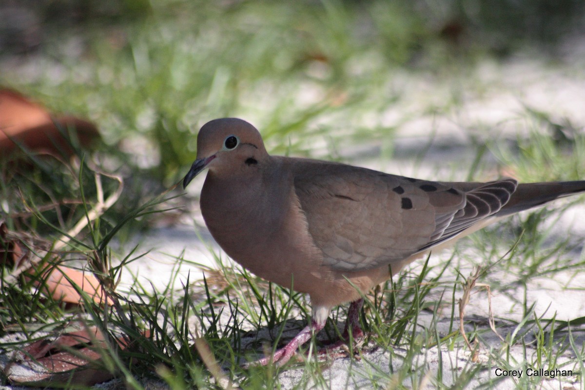 Mourning Dove - ML25760011