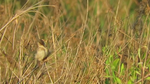 Sedge Wren - ML257601201