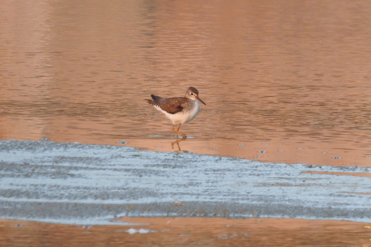 Solitary Sandpiper - ML257601881