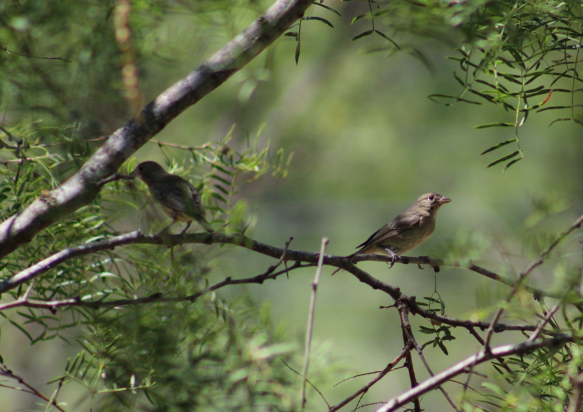 Painted Bunting - Anonymous