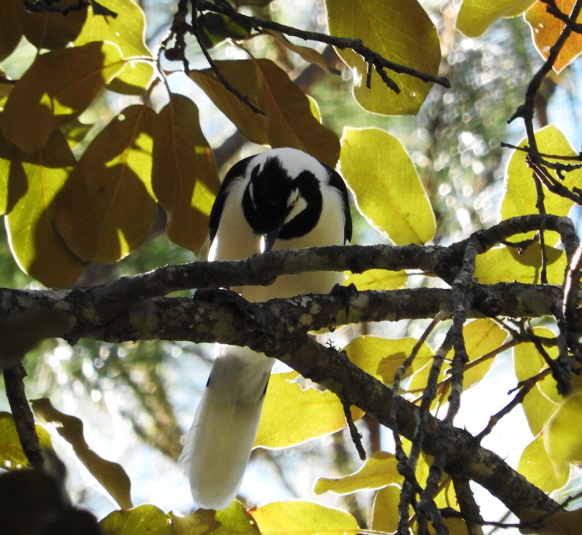 Tufted Jay - ML25760371