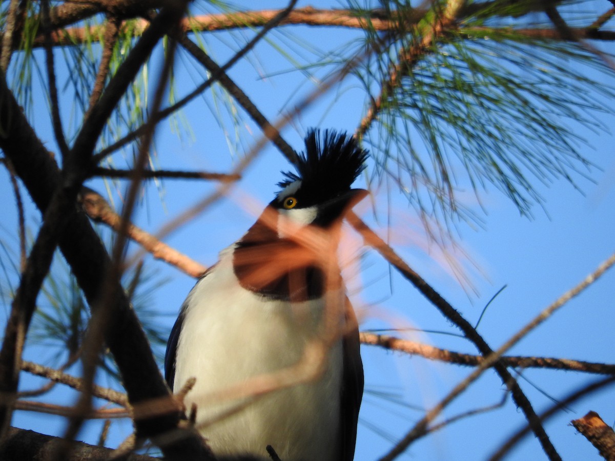 Tufted Jay - ML25760381