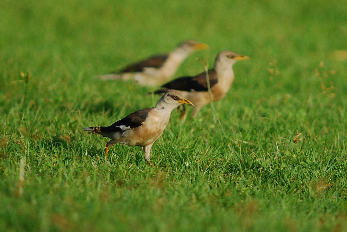 Vinous-breasted Myna - Wachara  Sanguansombat