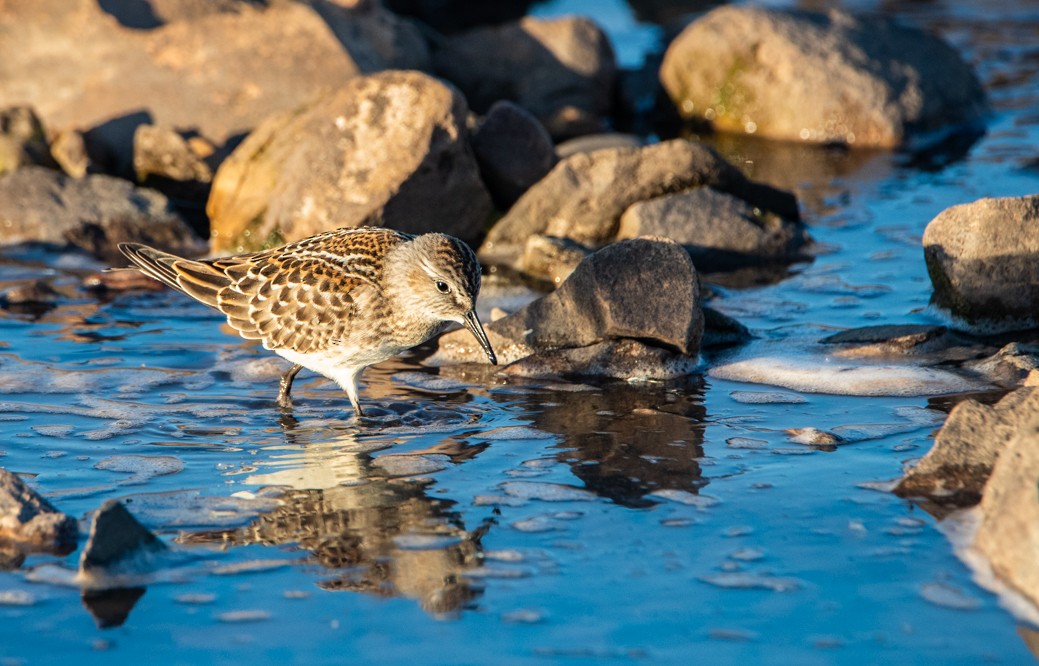 White-rumped Sandpiper - ML257605031