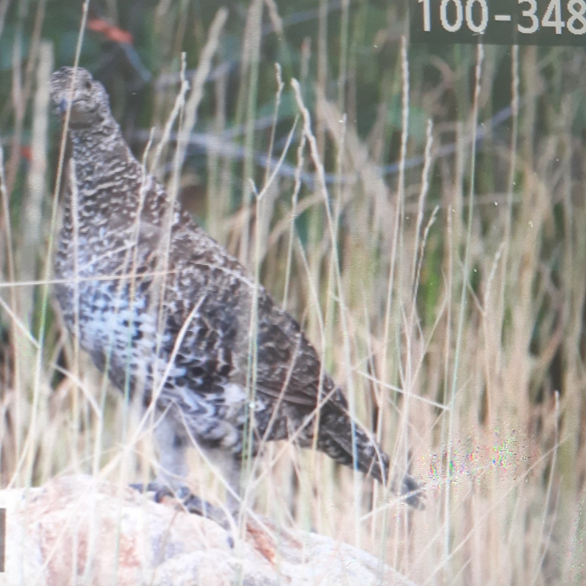 Dusky Grouse - Anonymous