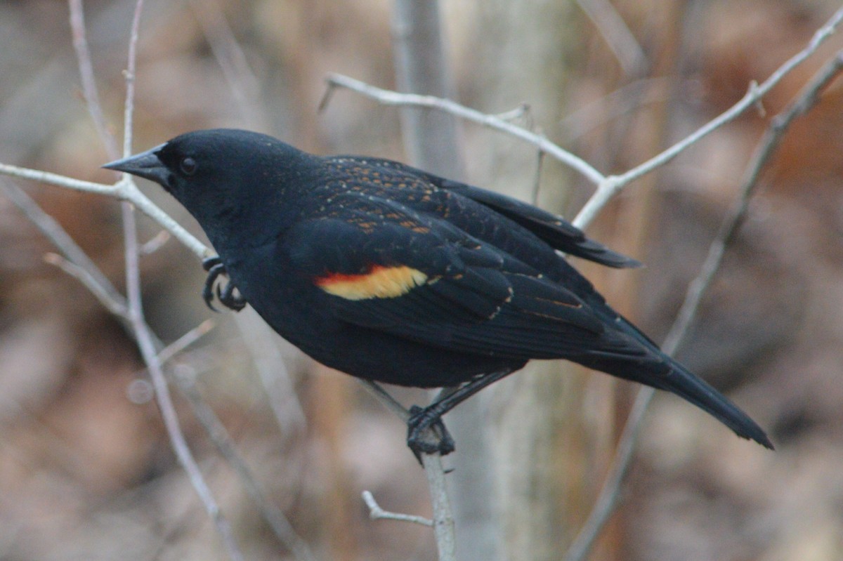 Red-winged Blackbird - Jordan Parrott