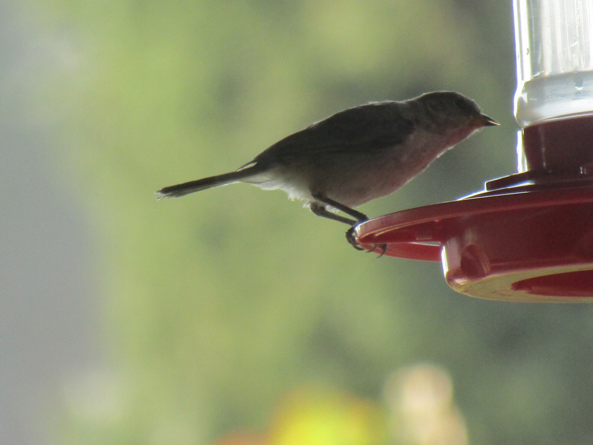 Pájaro Moscón Baloncito - ML257608171