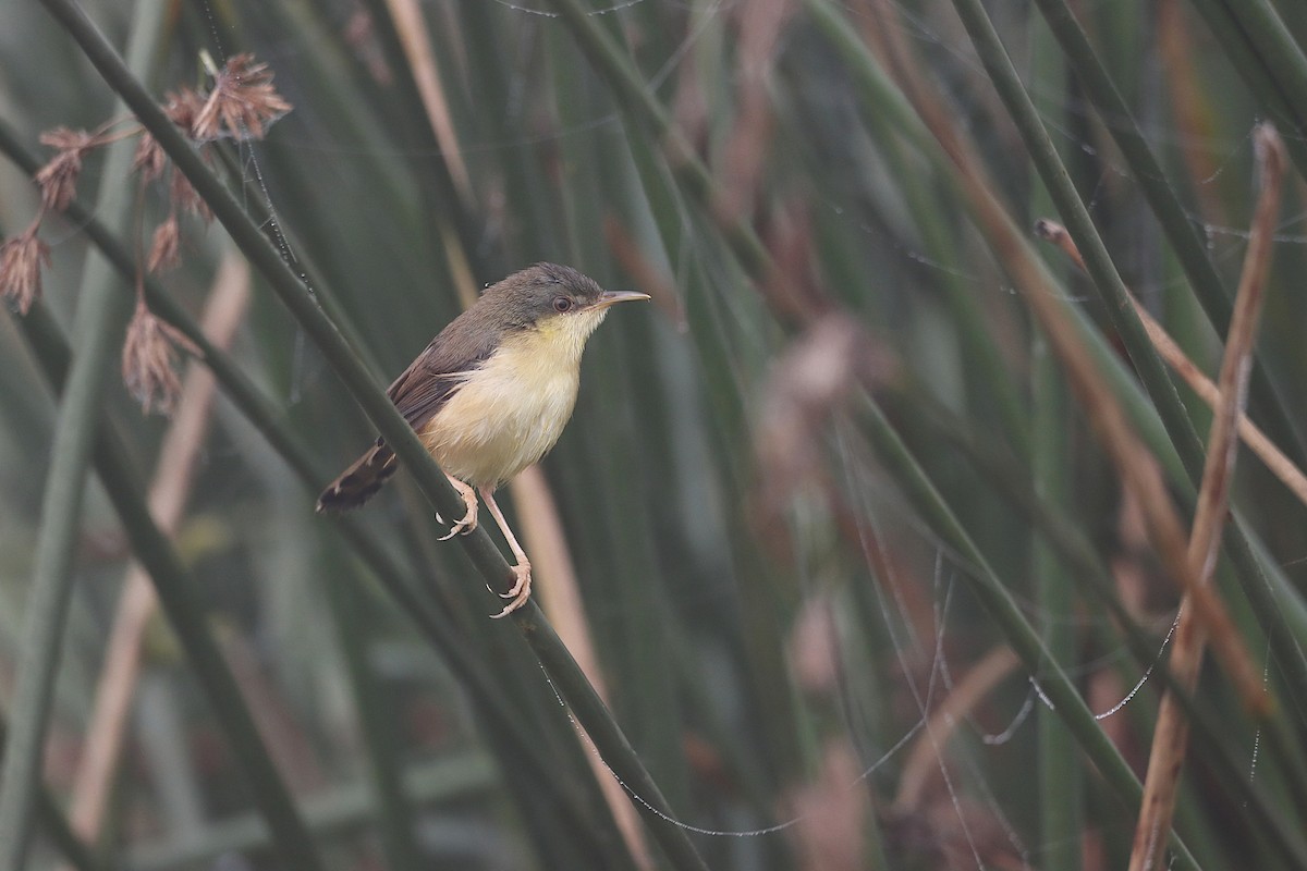 Ashy Prinia - ML257610571