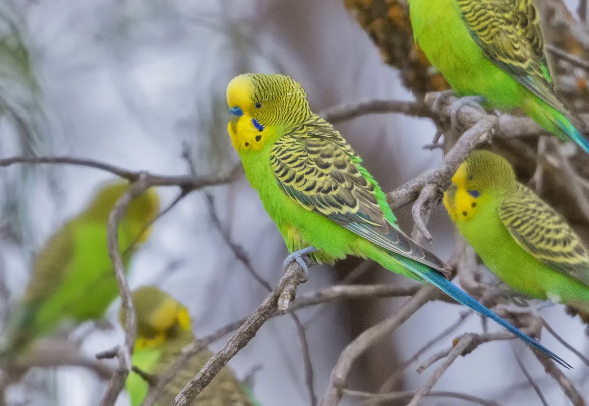 Budgerigar - ML257610741