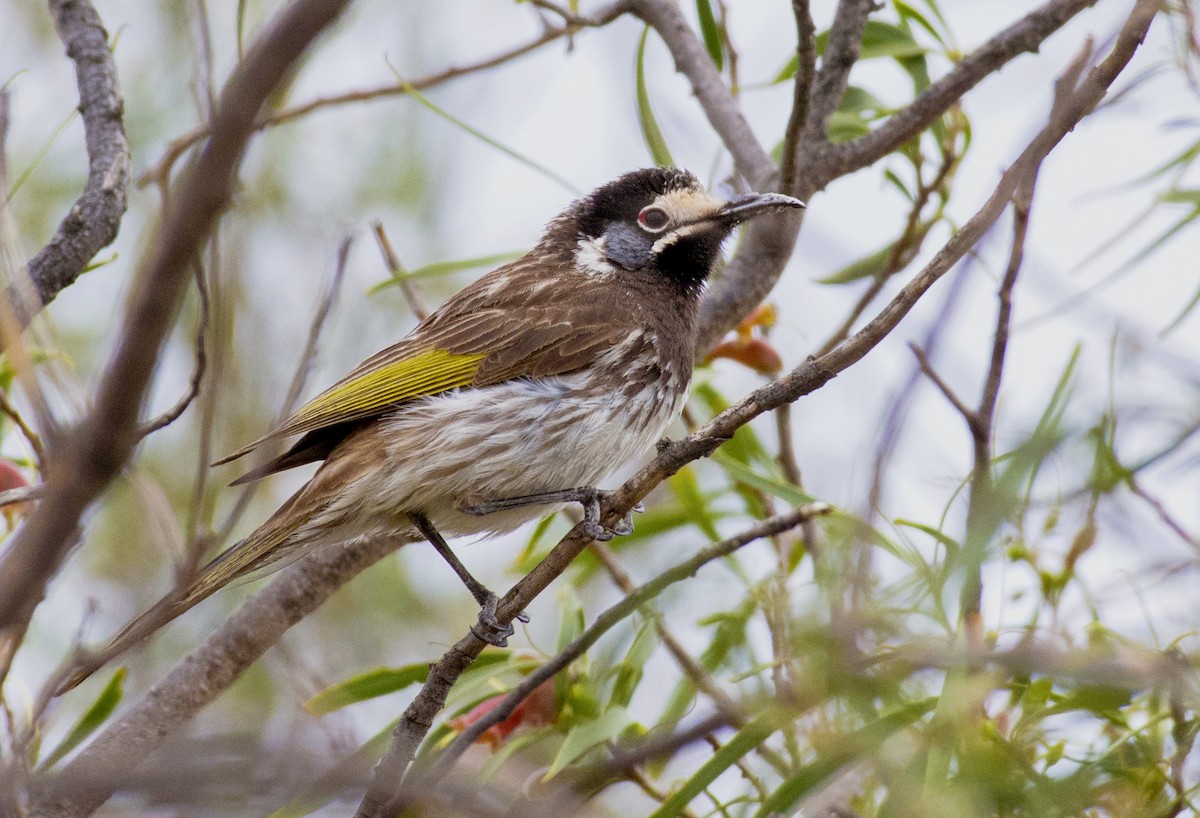 White-fronted Honeyeater - ML257611481