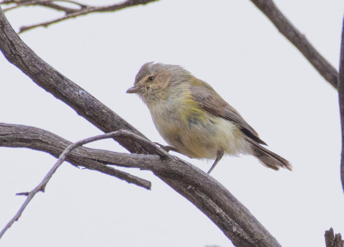 Weebill - ML257611821