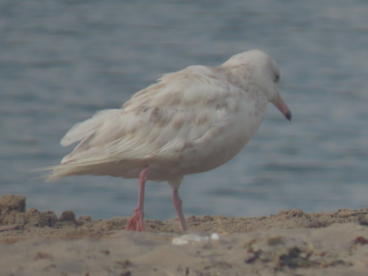 Glaucous Gull - ML257613451