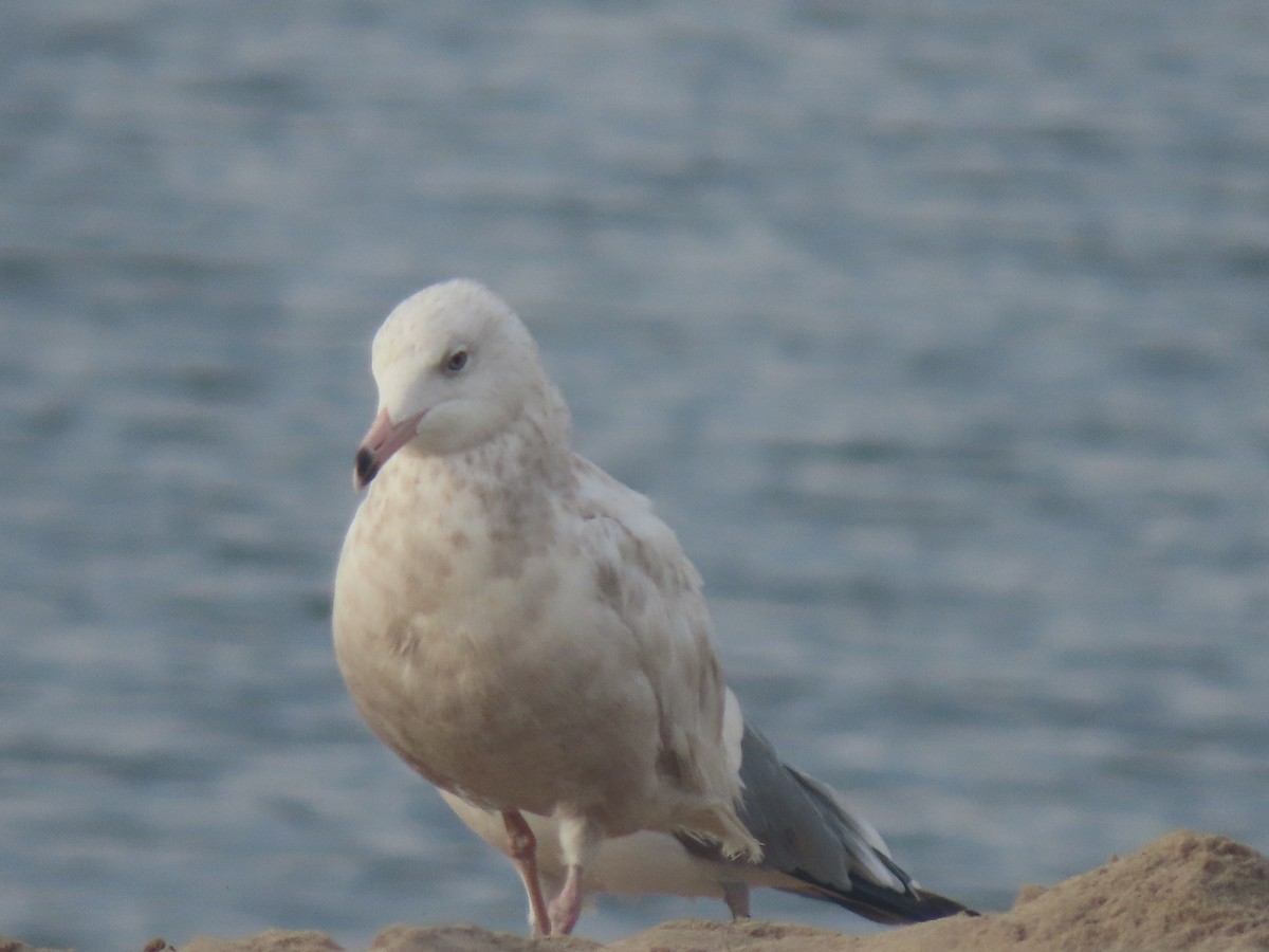 Glaucous Gull - ML257613461