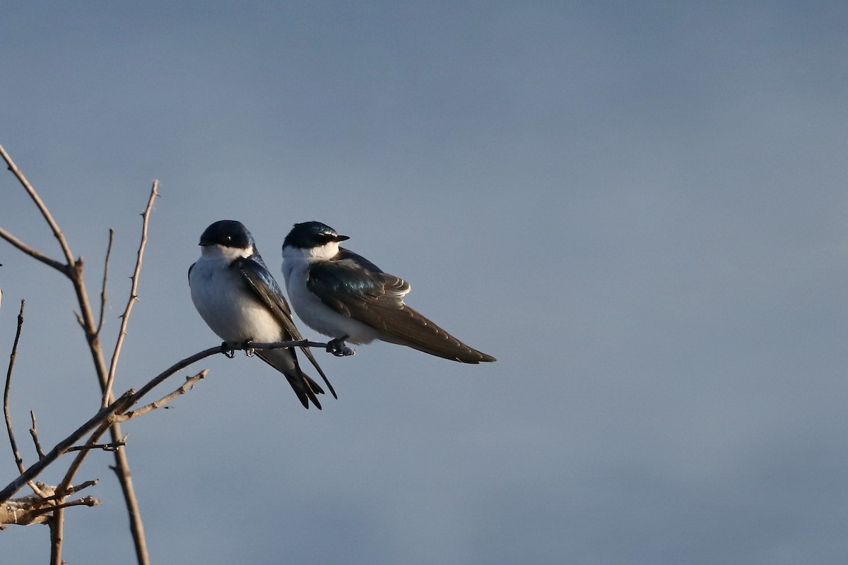 White-rumped/Chilean Swallow - ML257614491