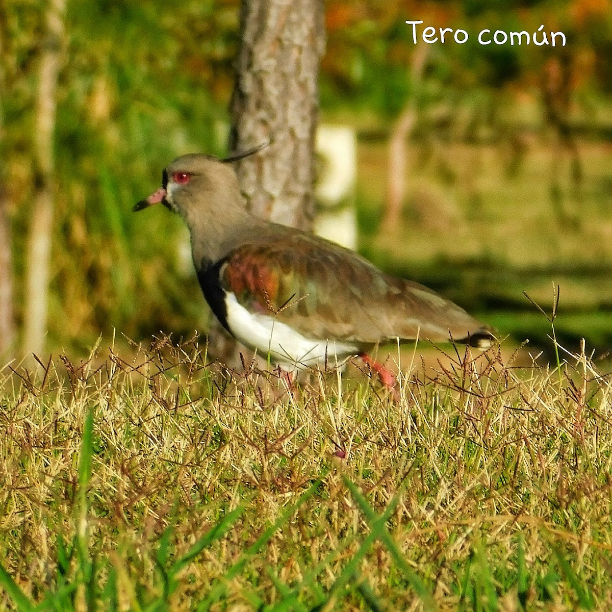 Southern Lapwing - ML257616571