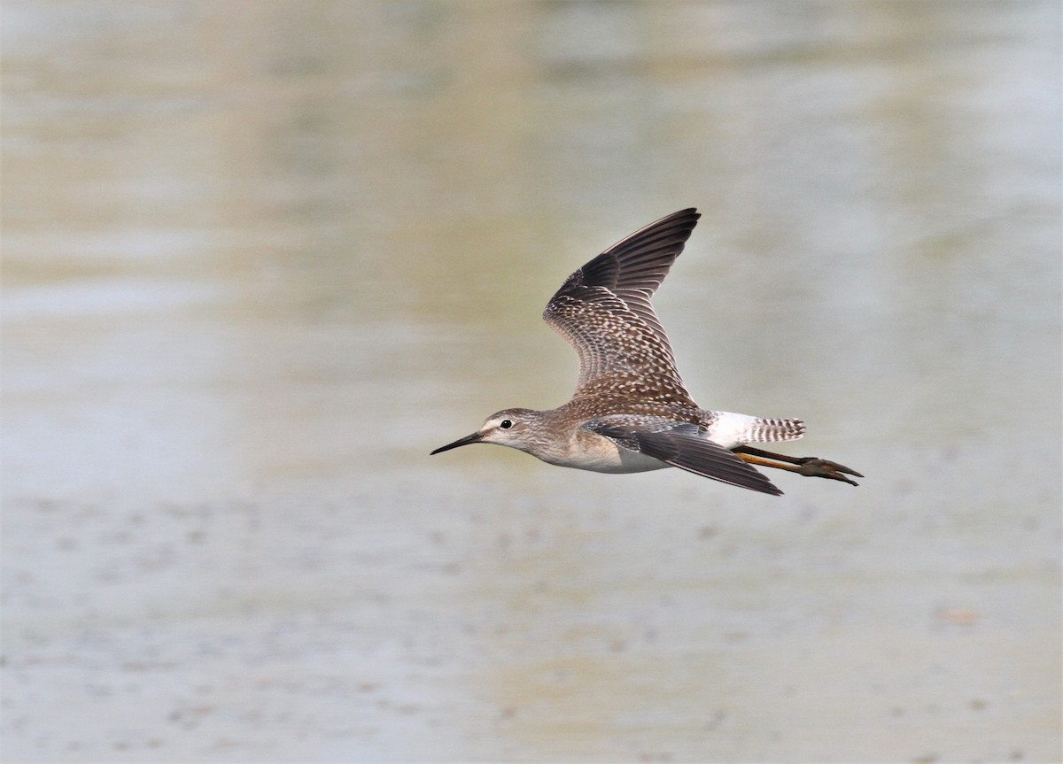 Lesser Yellowlegs - Oliver Gorski