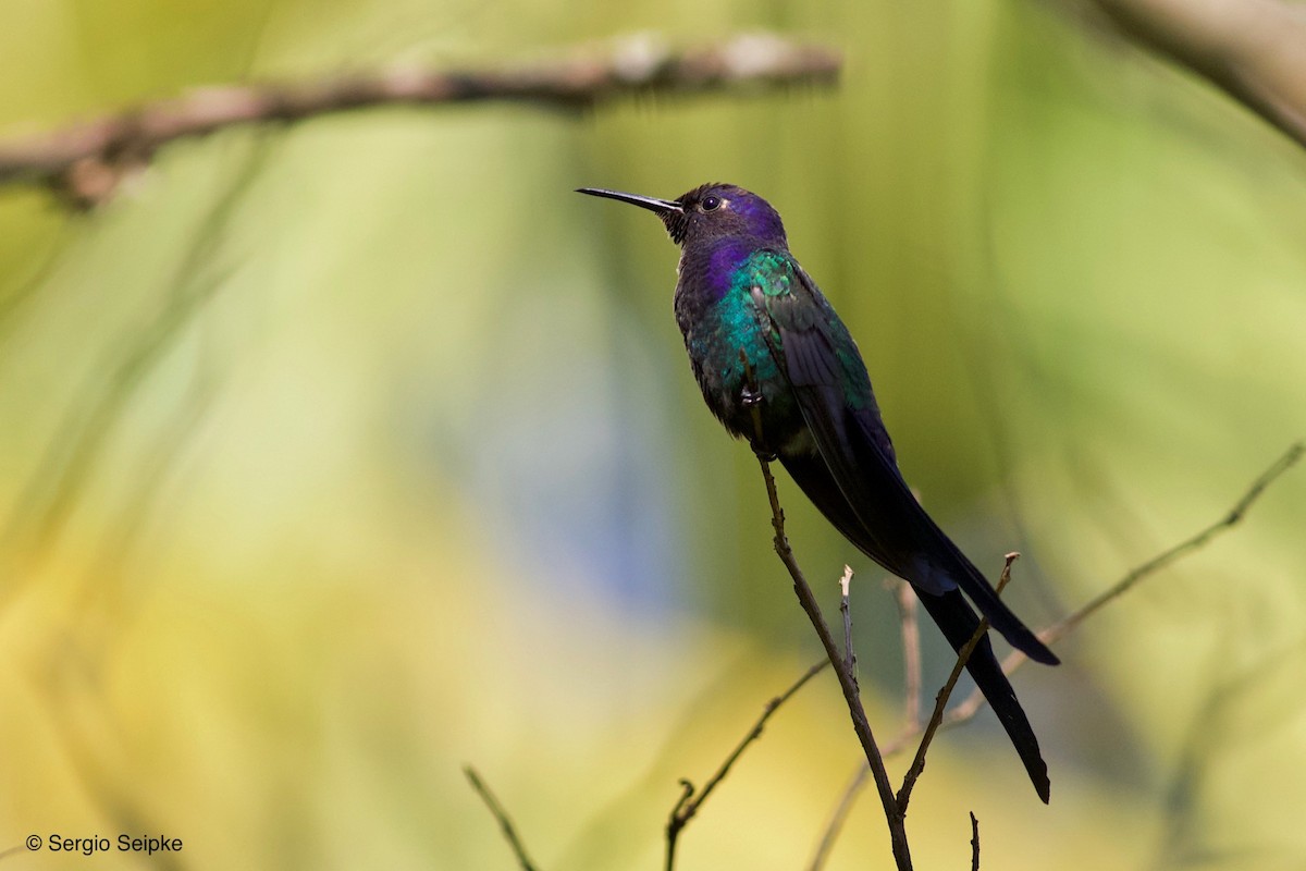Swallow-tailed Hummingbird - Sergio Seipke