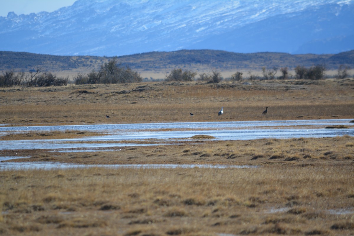 Magellanic Oystercatcher - ML257620441