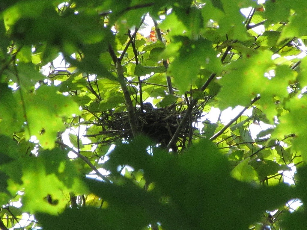 Yellow-billed/Black-billed Cuckoo - ML257621351