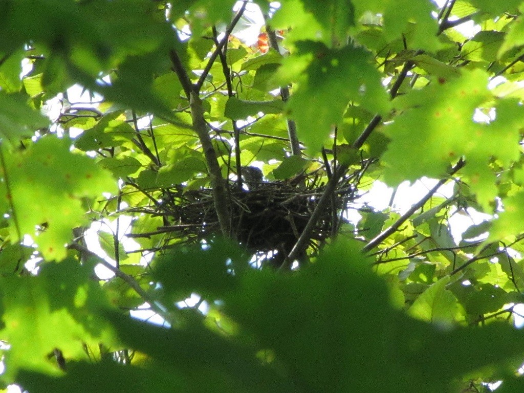 Yellow-billed/Black-billed Cuckoo - ML257621361