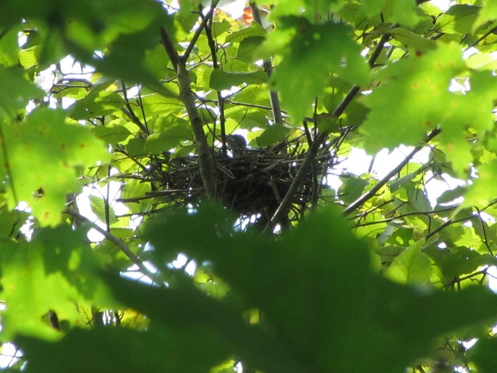 Yellow-billed/Black-billed Cuckoo - ML257621371