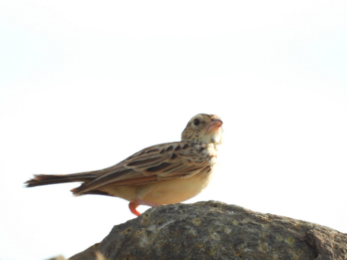 Indian Bushlark - Lakshmikant Neve