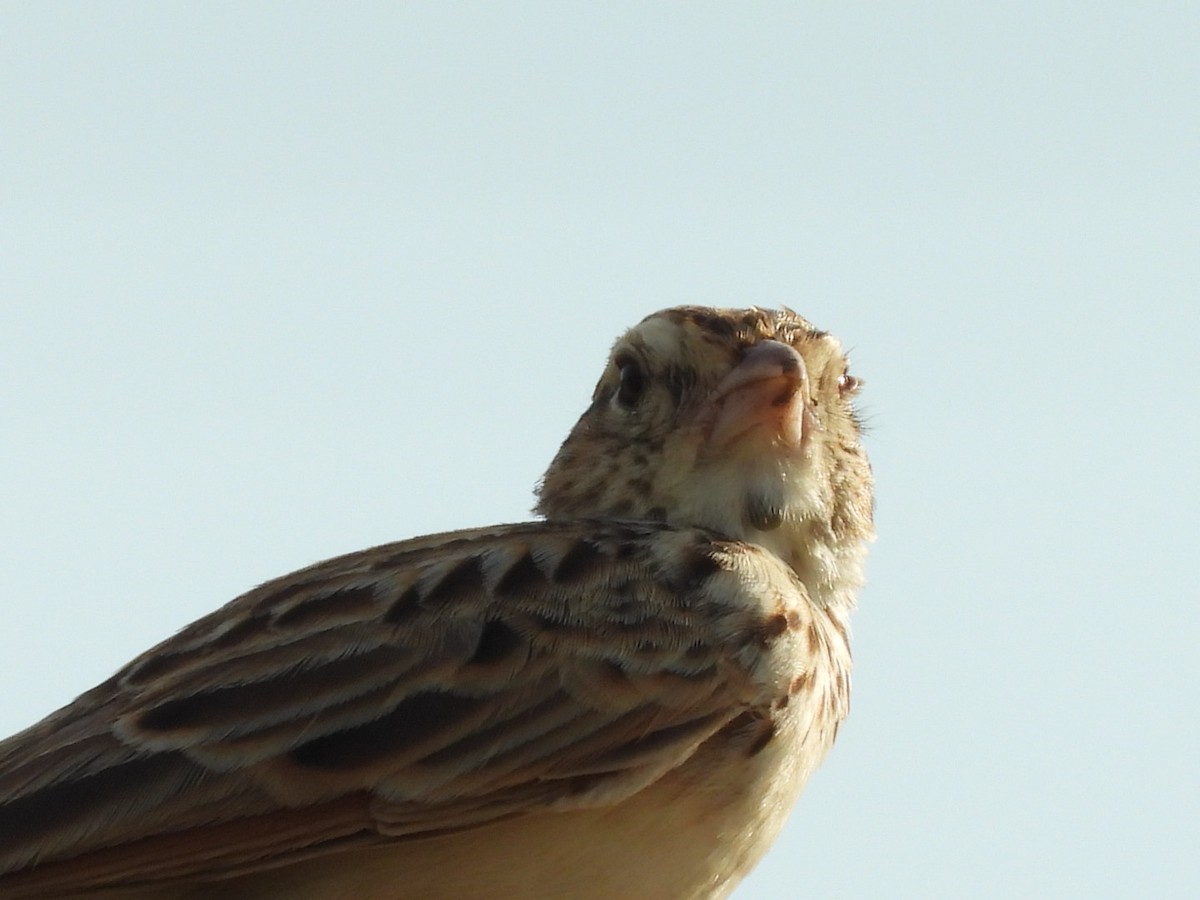 Indian Bushlark - ML257621591