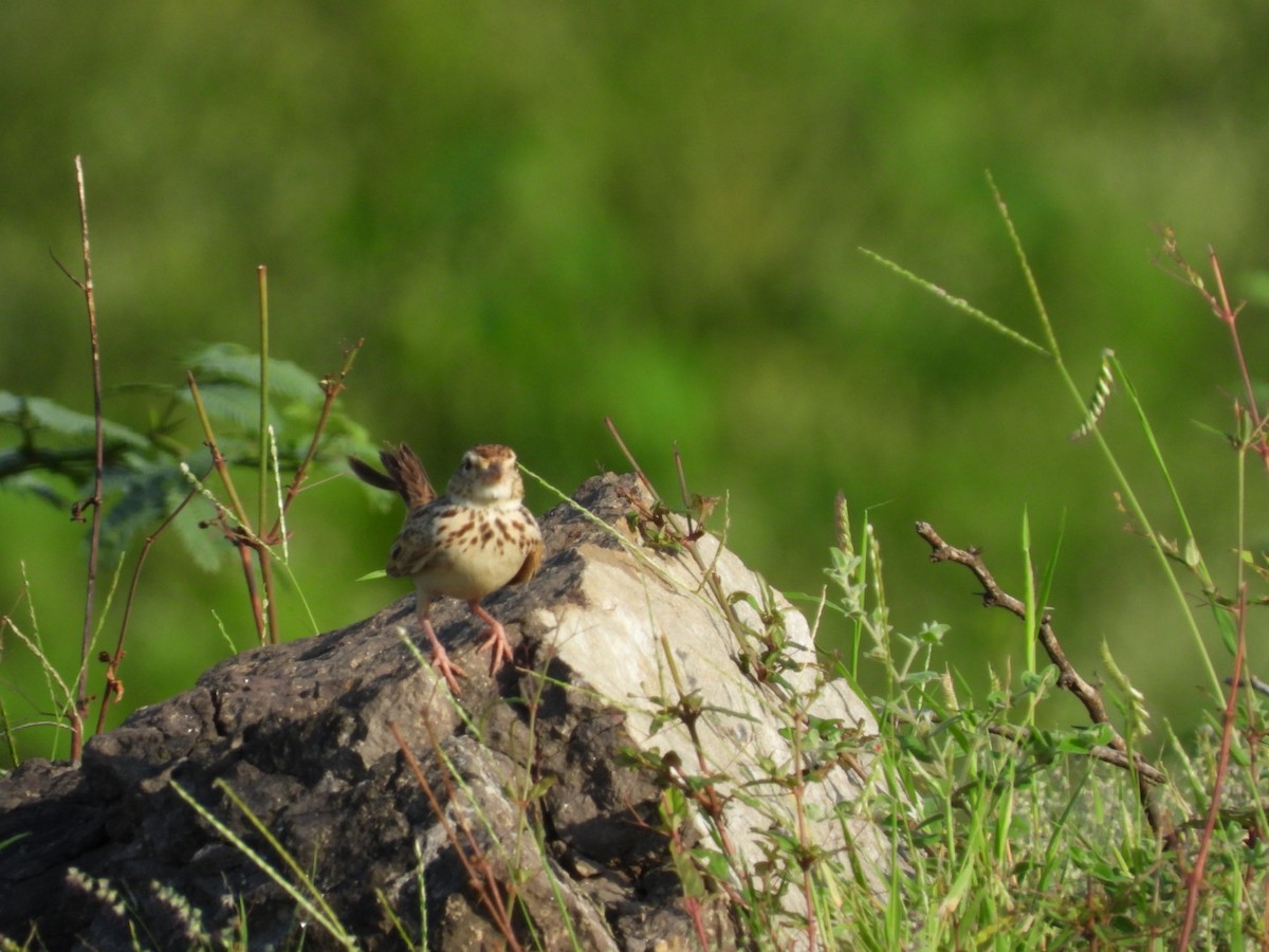 Indian Bushlark - ML257621651