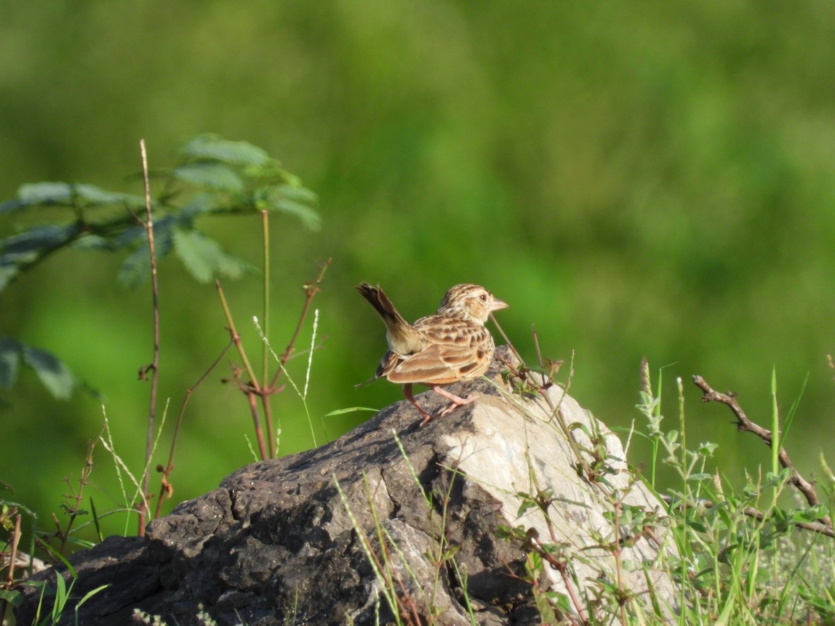 Indian Bushlark - ML257621661