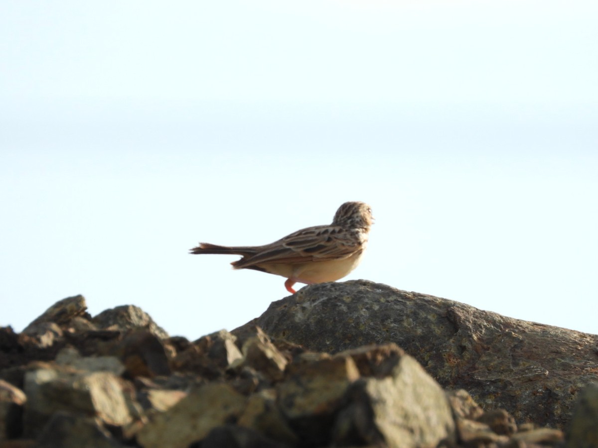 Indian Bushlark - ML257621671