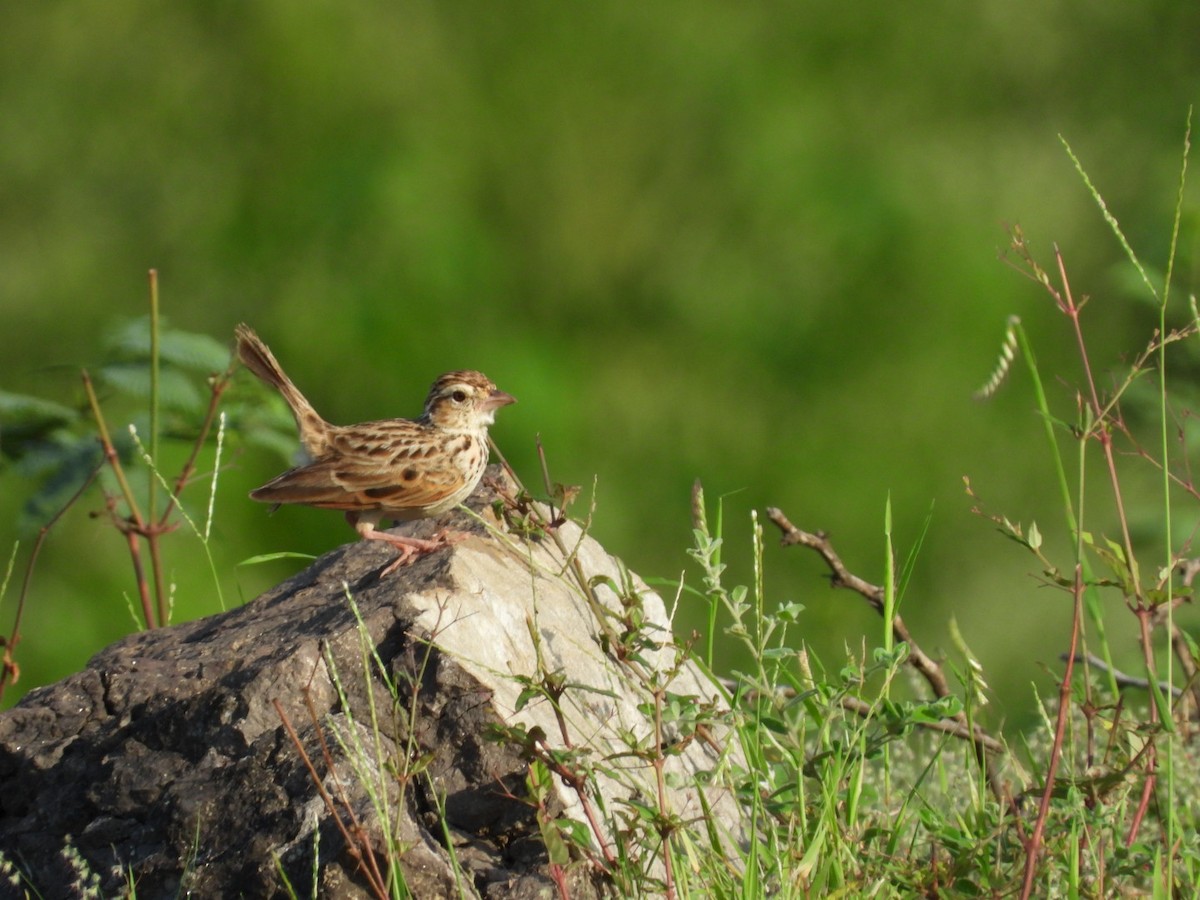 Indian Bushlark - Lakshmikant Neve