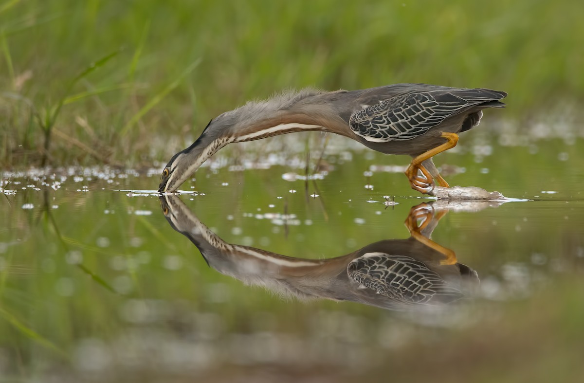 Striated Heron - Pablo Re