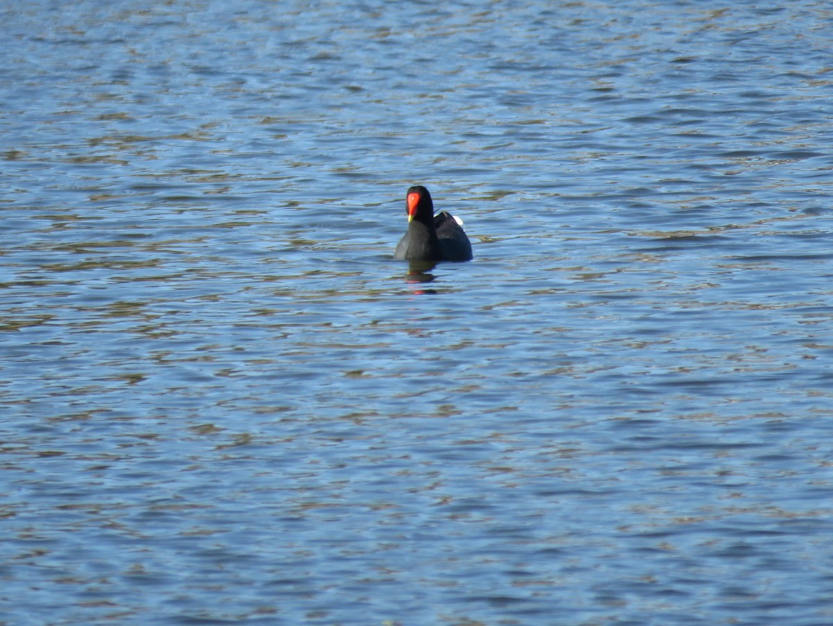 Common Gallinule - ML257624551