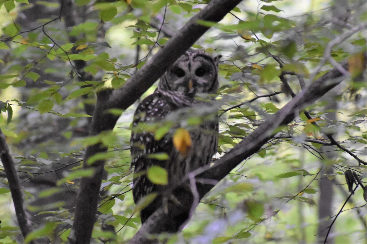 Barred Owl - ML257625911