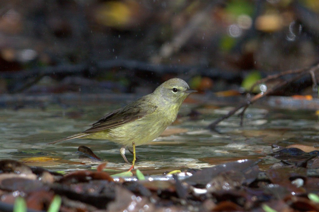 Orange-crowned Warbler - ML25762601