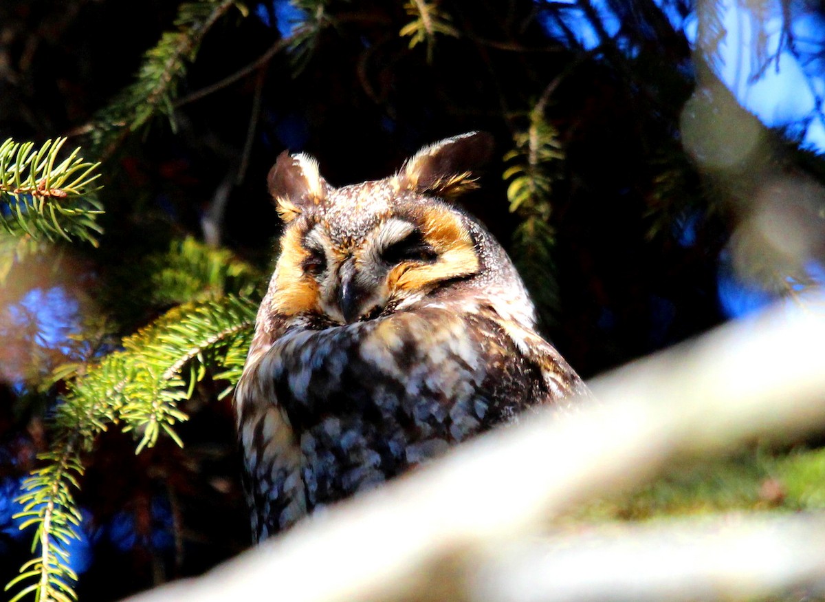 Long-eared Owl - Craig Logan