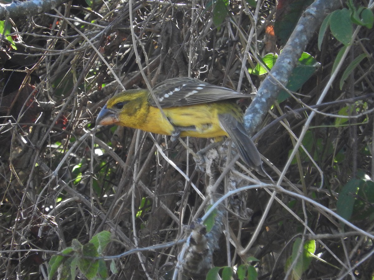 Yellow Grosbeak - Pam Rasmussen