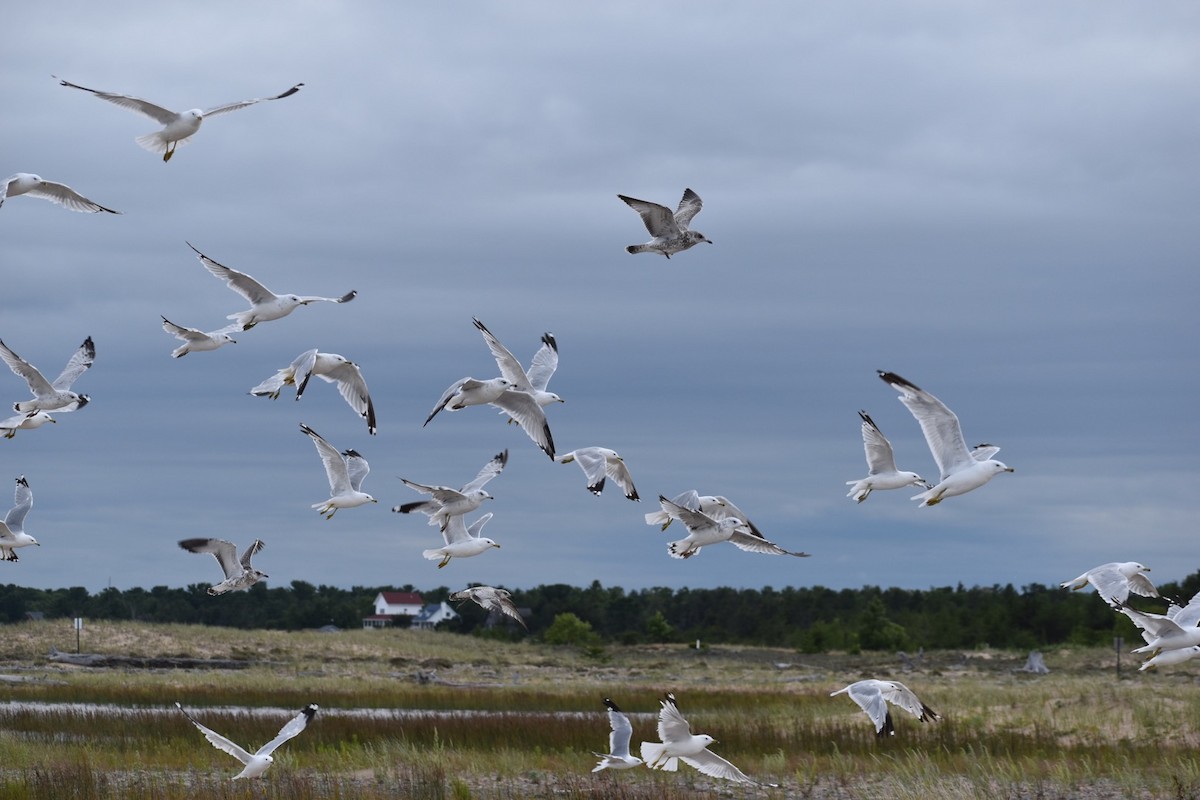 Ring-billed Gull - Karinne Tennenbaum