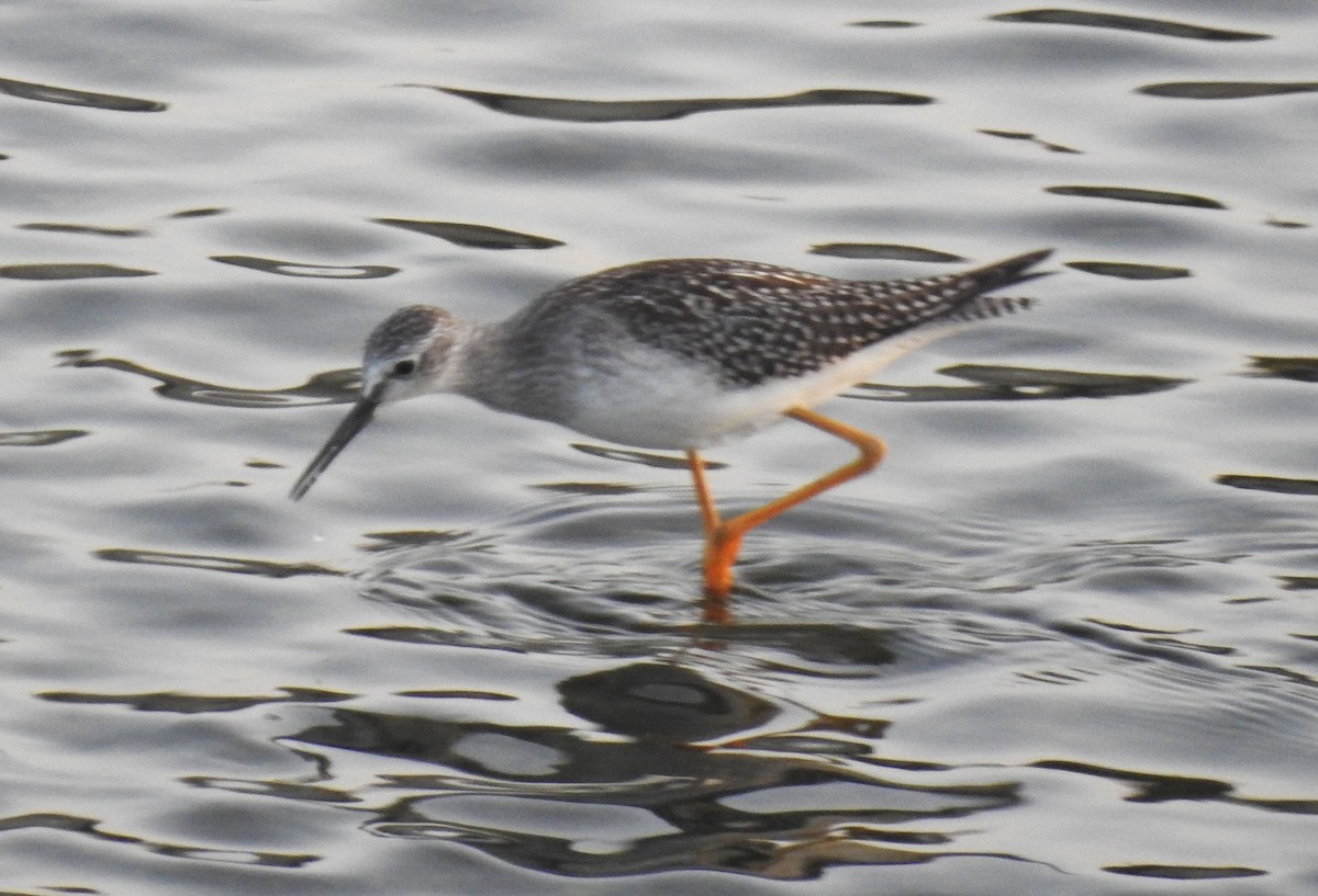 Lesser Yellowlegs - ML257631831