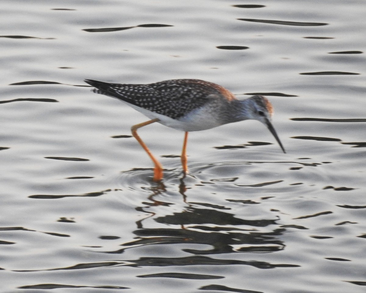 Lesser Yellowlegs - ML257631851