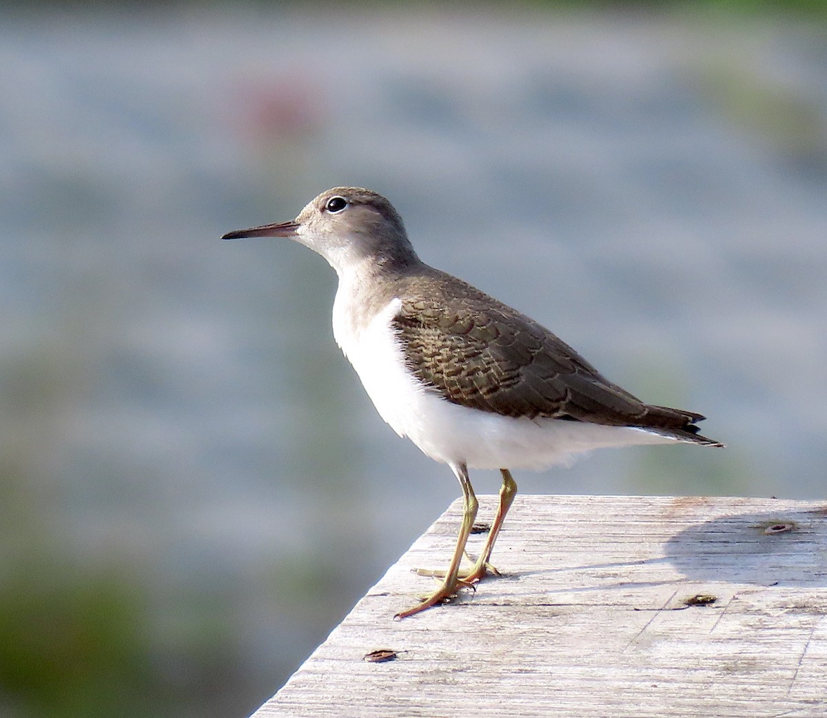 Spotted Sandpiper - ML257633701