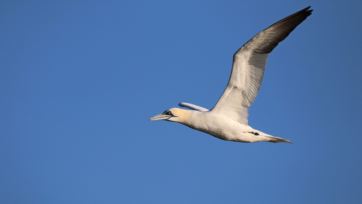 Northern Gannet - Jacques Larivée